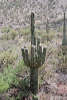 Saguaro Cactus 507
